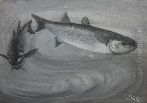 Two Grey Mullet, Swimming. - view 1