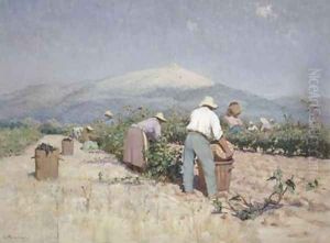 Vintage Harvest in Provence 1890