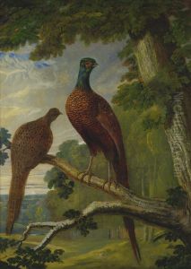 A Pheasant Cock And Hen by John Frederick Herring Snr