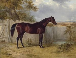 Theobald's Rockingham By A Fence In A Paddock