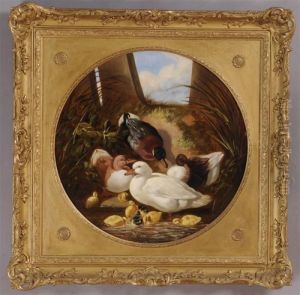 Ducks And Ducklings