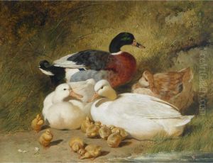 Mallard Ducks And Ducklings