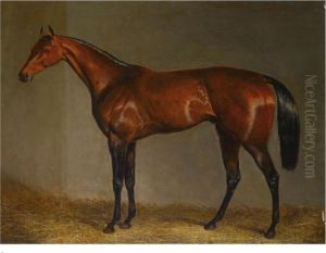 A Bay Racehorse In A Stable