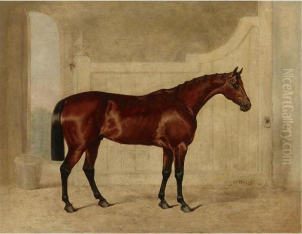 A Bay Horse In A Stable - view 1