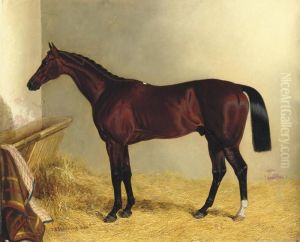 The Earl Of Chesterfield's Bay Colt