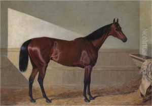 Beeswing
, A Dark Bay Racehorse, In A Stable