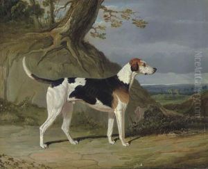 Maleburn, A Foxhound In A Wooded Landscape