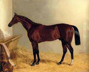The Earl Of Chesterfield's Bay Colt Don John, In A Stable