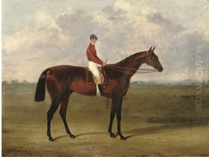 Amato, With Jockey Up