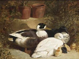 Ducks And Ducklings