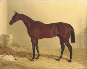 Bay Middleton, A Bay Racehorse In A Loose Box by John Frederick Herring Snr