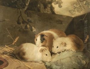 Guinea Pigs
