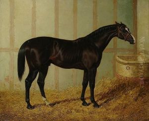 Mr Watts Horse, 'blacklock', In A Stable