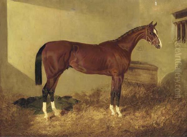 Aristides, A Bay Colt, In A Loosebox - view 1