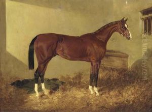Aristides, A Bay Colt, In A Loosebox