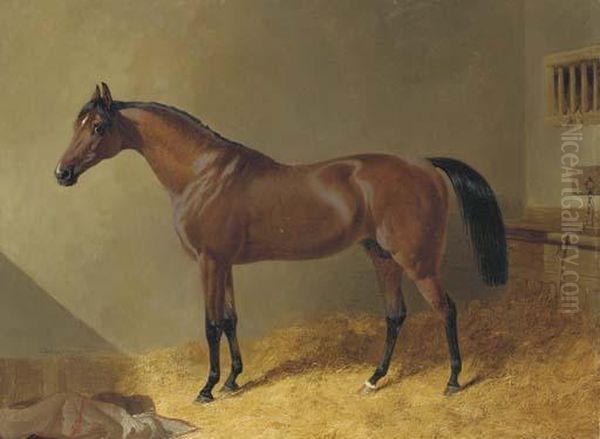 Pacelot, A Bay Stallion, In A Stable - view 1