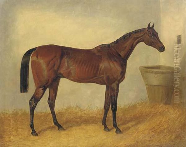 Merry Monarch, A Bay Mare, In A Stable - view 1