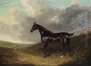 Bay Racehorse