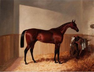 Mr Grantwicke's Bay Racehorse The Merry Monarch By Slane Out Of Margravine In A Loosebox