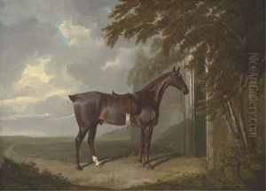 Mr. H.m. Greaves's Liver Chestnut Hunter, Tethered To A Gate Atpage Hall, Yorkshire