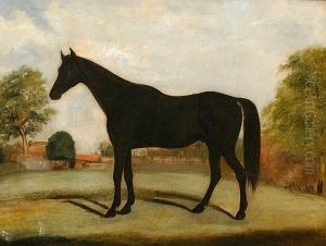 A Black Horse In A Paddock