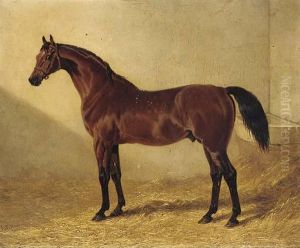 Glaucus, A Bay Racehorse In A Stable