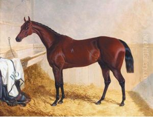 Mr William Orde's Bay Filly Bees-wing In A Loose Box