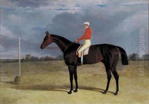 A Dark Bay Racehorse With Patrick Connolly Up