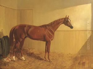 Mr. J. Dawson's Grimston, A Chesnut Racehorse In A Stable