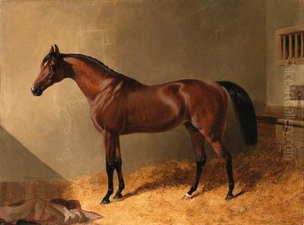 Pacolet, A Bay Stallion, In A Stable - view 1