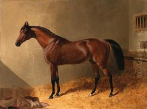 Pacolet, A Bay Stallion, In A Stable