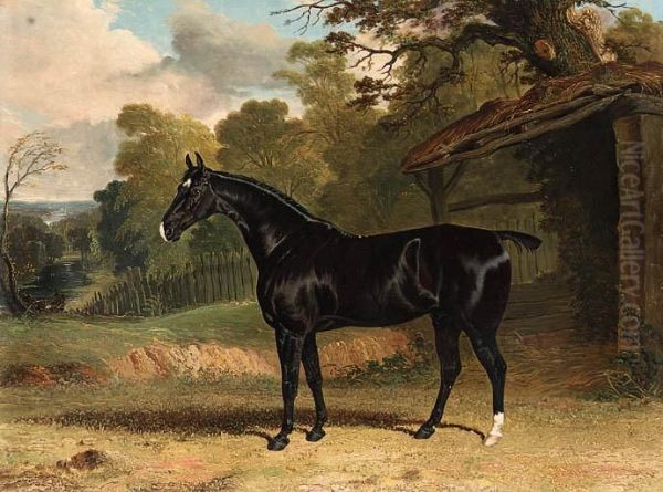 Black Tom, A Black Hunter, Beside A Stable, In A Wooded Riverlandscape - view 1