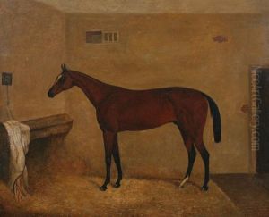 Bay Gelding In Stall Bay Gelding In Stall