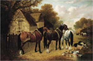 Carthorses At Rest In A Paddock