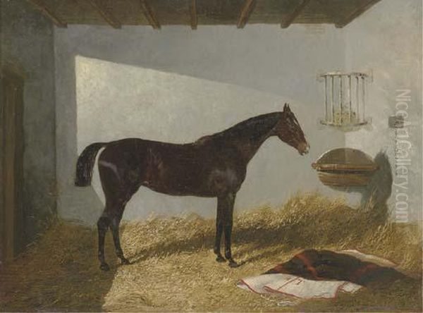 Calico, A Bay Hunter In A Stall - view 1