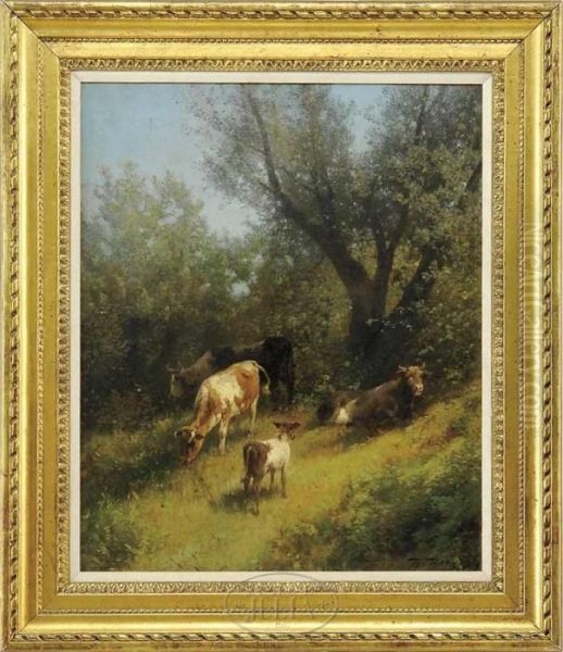 Cattle Resting On Hillside - view 1