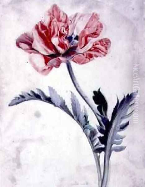 Flower Pieces Oriental Poppy - view 1