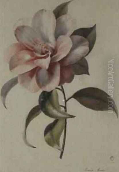 Camellia 2 - view 1