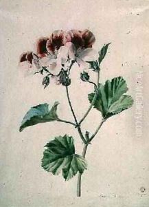 Geranium Geranium