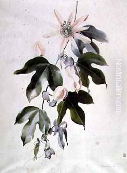 Clematis - view 1