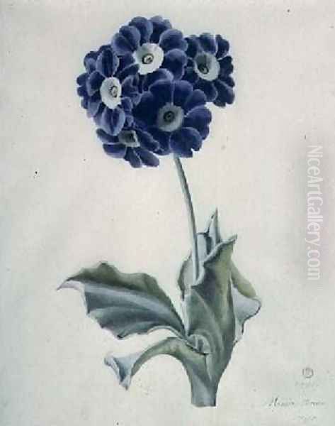 Polyanthus - view 1