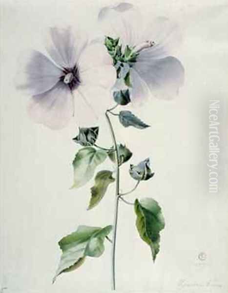 Musk Mallow - view 1