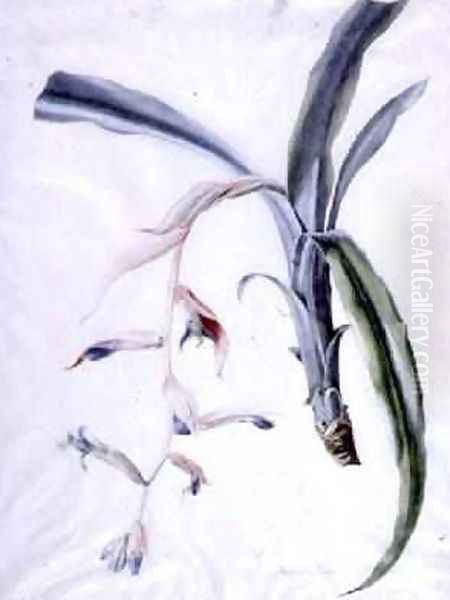 Orchid - view 1