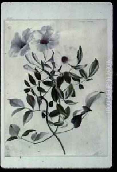 Jasmine - view 1