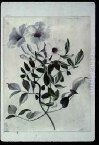 Jasmine
