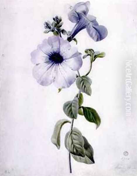Petunia - view 1