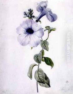 Petunia by Marie-Anne