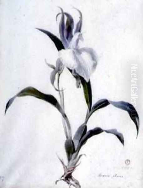 Flower Pieces 6 - view 1
