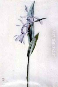 Flower Pieces 5