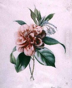 Camellia Camellia